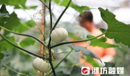 潍坊吃瓜热点