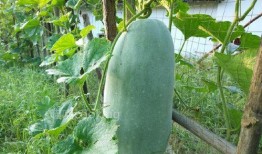 梦丸吃瓜,揭秘娱乐圈幕后故事