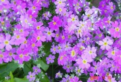 吃瓜樱花草视频,趣味横生的甜蜜瞬间