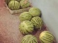 最精神的吃瓜