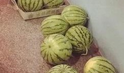 最精神的吃瓜