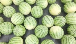 真实案例吃瓜,一场网络舆论的风暴与反思