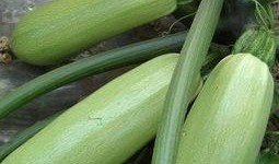 肾炎吃角瓜好吗