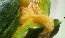 直接可以吃的瓜叫啥瓜