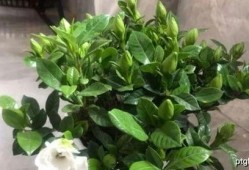 余姚茉莉茉莉吃瓜,茉莉吃瓜背后的故事与启示