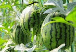 吃瓜中心吃最新的瓜