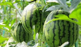 吃瓜中心吃最新的瓜