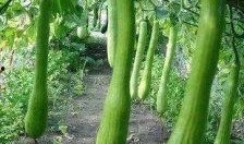 青城吃瓜大奇,揭秘网络热传的神秘事件