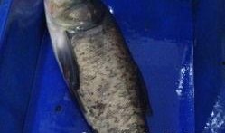 鱼民吃瓜船,揭秘吃瓜船的奇妙之旅