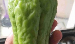 葵瓜孩子怎么吃,营养美味，健康成长的必备佳肴