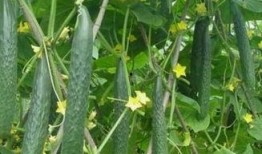 校内vs校外吃瓜,校园内外八卦风云录