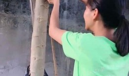 树上吃瓜的人,揭秘树上吃瓜的惬意人生