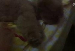 小海棠鱼吃瓜视频,趣味横生的水下喜剧