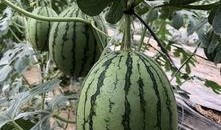 盐城大网红吃瓜,揭秘网络红人的幕后故事