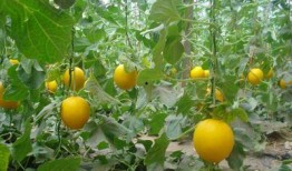 梦见妻子吃瓜,妻子吃瓜背后的寓意解析