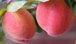 桃能配瓜吃吗,揭秘水果搭配的饮食智慧