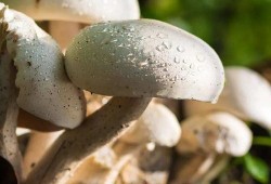 17吃瓜蘑菇视频,揭秘网络红人的幕后故事