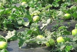 吃瓜之后舌头发麻,揭秘食物中的神秘刺激