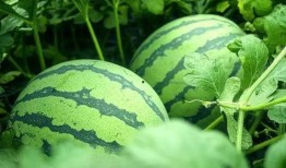 风吹暖气下吃瓜,夏日吃瓜时光