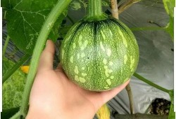 小冉内部吃瓜,揭秘吃瓜背后的真相与笑料