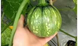 小冉内部吃瓜,揭秘吃瓜背后的真相与笑料