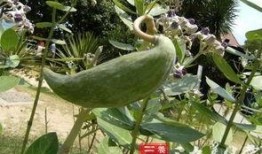 牛角瓜那吃,探寻神秘果实的神奇魅力