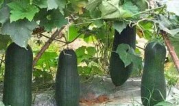 小柳吃瓜,瓜香四溢，清凉一夏