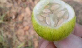 小野瓜咋吃,小野瓜的多样食法探索