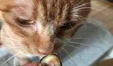 猫吃板栗瓜,板栗瓜的独特魅力