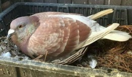 鸽子吃瓜叶,鸽子巧食瓜叶的奇妙之旅