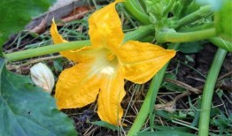 吃瓜侠王花,揭秘娱乐圈背后的那些事儿