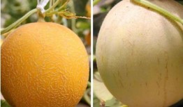 晚上吃蜜瓜,甜蜜滋味，尽享健康美味