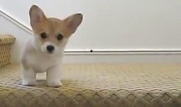 看小鸟吃瓜视频,小鸟巧吃瓜，萌态十足引围观