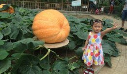 瓜娃吃货,探寻美食世界的无限魅力