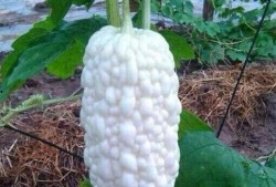 白色凉瓜咋吃,轻松解锁美味新体验