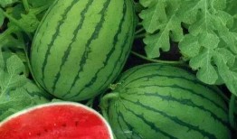 绿瓜条纹可以吃吗,能否安全食用揭秘