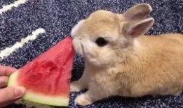 吃瓜的兔子原创,吃瓜兔子带你揭秘娱乐圈那些不为人知的幕后故事