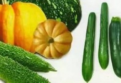 师弟吃瓜,揭秘校园里的那些“瓜”