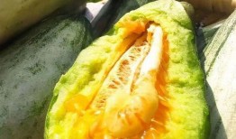 sky安静吃瓜,sky安静吃瓜，揭秘电竞圈幕后故事