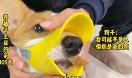 有兽焉吃瓜,揭秘动物界的“美食家”