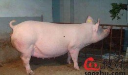 给母猪吃方瓜,提升繁殖效率