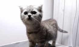 吃瓜喵微博,揭秘娱乐圈幕后故事，带你走进明星真实生活