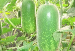 99元吃瓜事件,一场关于消费与公平的全民讨论