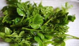 春食草夏吃瓜,春食草，夏吃瓜，品味自然之韵