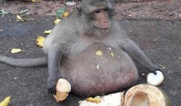 吃瓜小号无猴子版,网络舆论背后的真相与反思