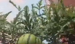 燕山大学 吃瓜,揭秘校园里的“吃瓜”文化现象