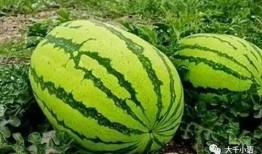 敦化有什么瓜吃,尽享时令美味