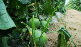 小王吃瓜不苦不甜,品味不苦不甜的人生滋味