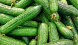 吃脆瓜过敏,揭秘脆瓜背后的健康隐患