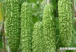 吃瓜的女人什么心理,揭秘“吃瓜群众”背后的心理动机